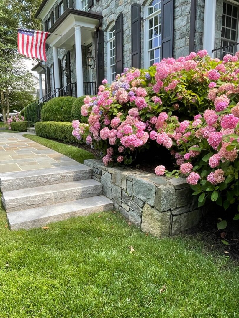 House with hydrangeas and American flag.